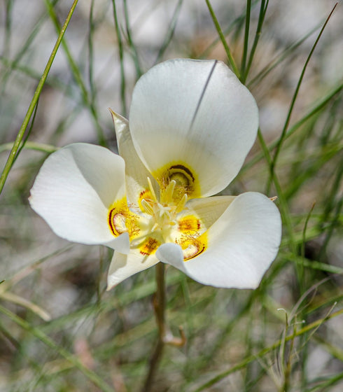 Sego lily